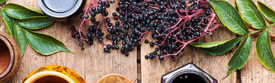 Top 10 Reasons Why Elderberries Are Good For Your Health