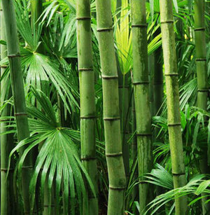 bamboo trees for bamboo powder beads